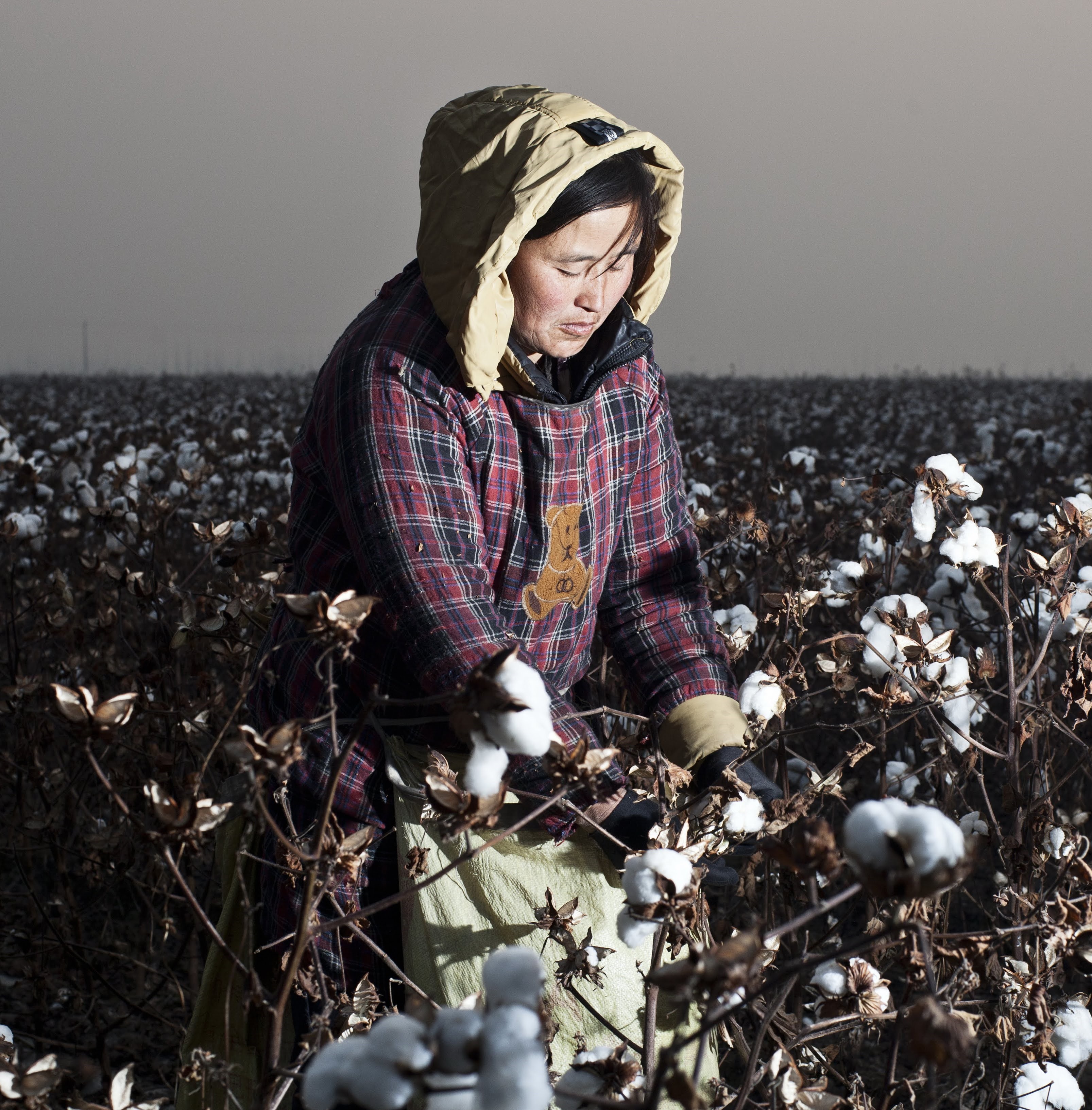 Cotton Sustainability